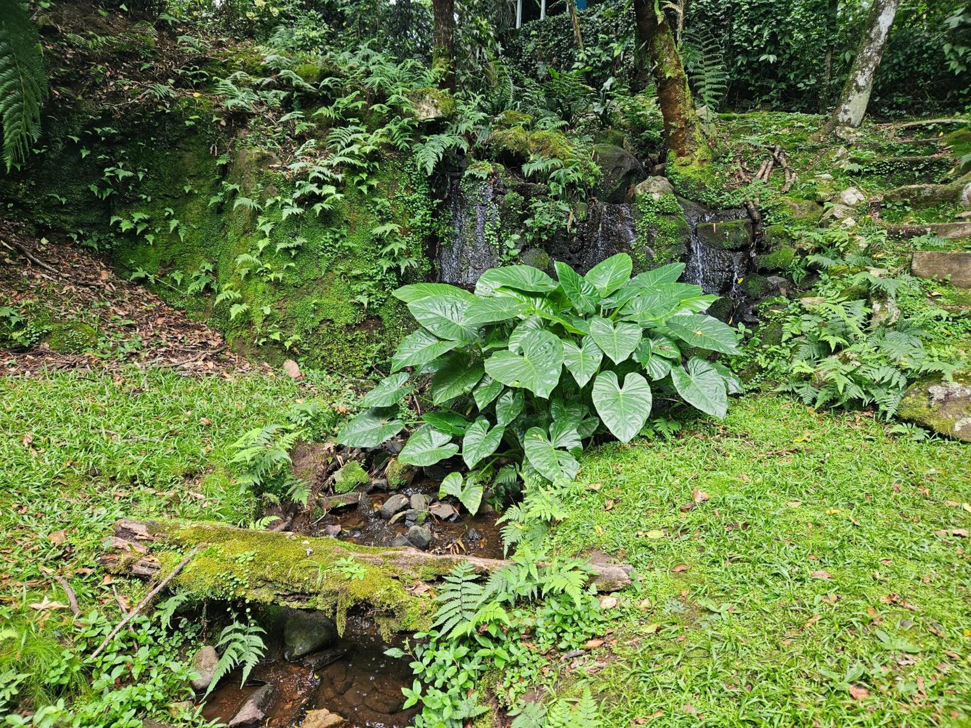 Cantinho Das Oliveiras. Gramado Esterno foto